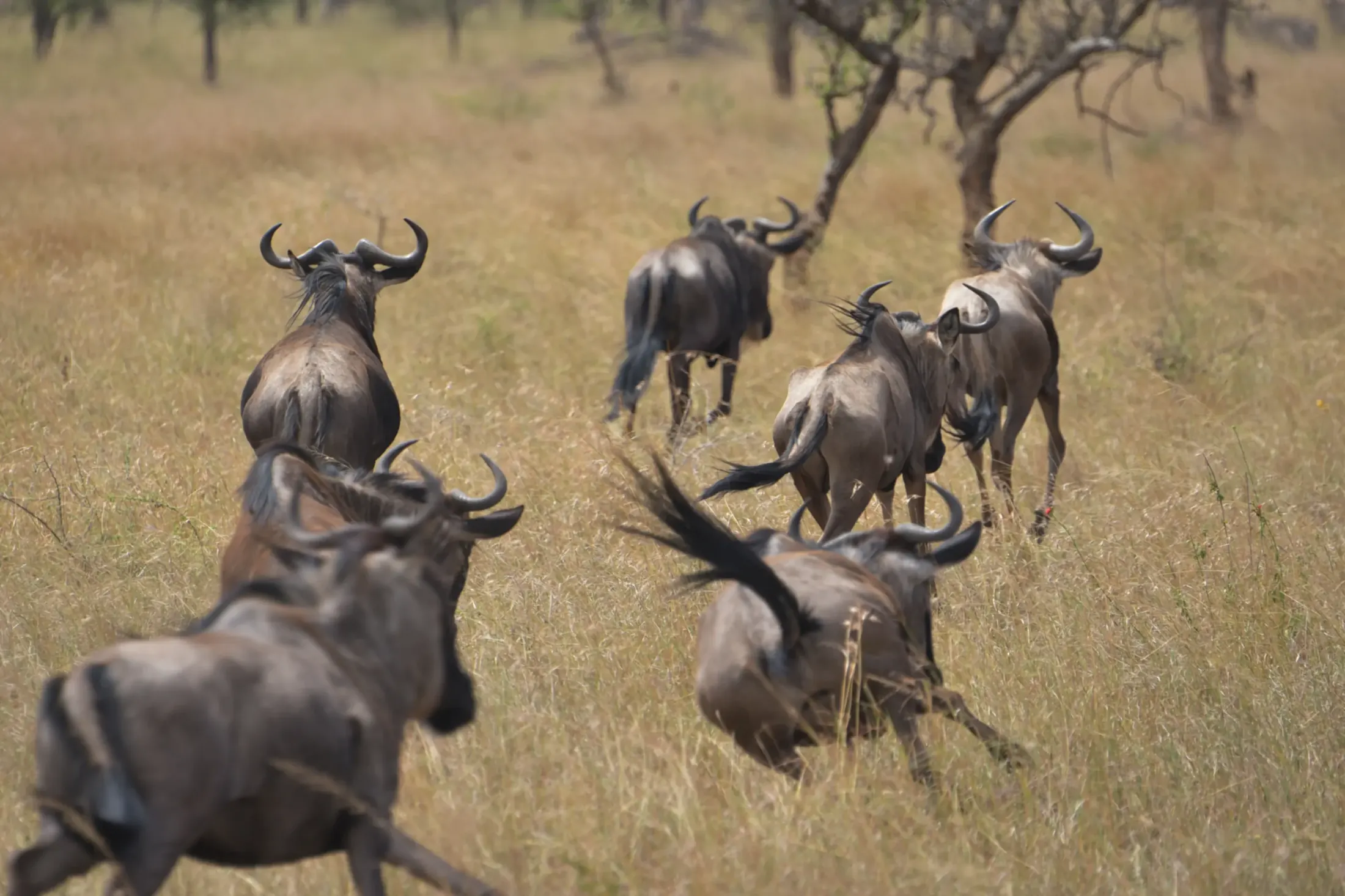 Serengeti safari experience
