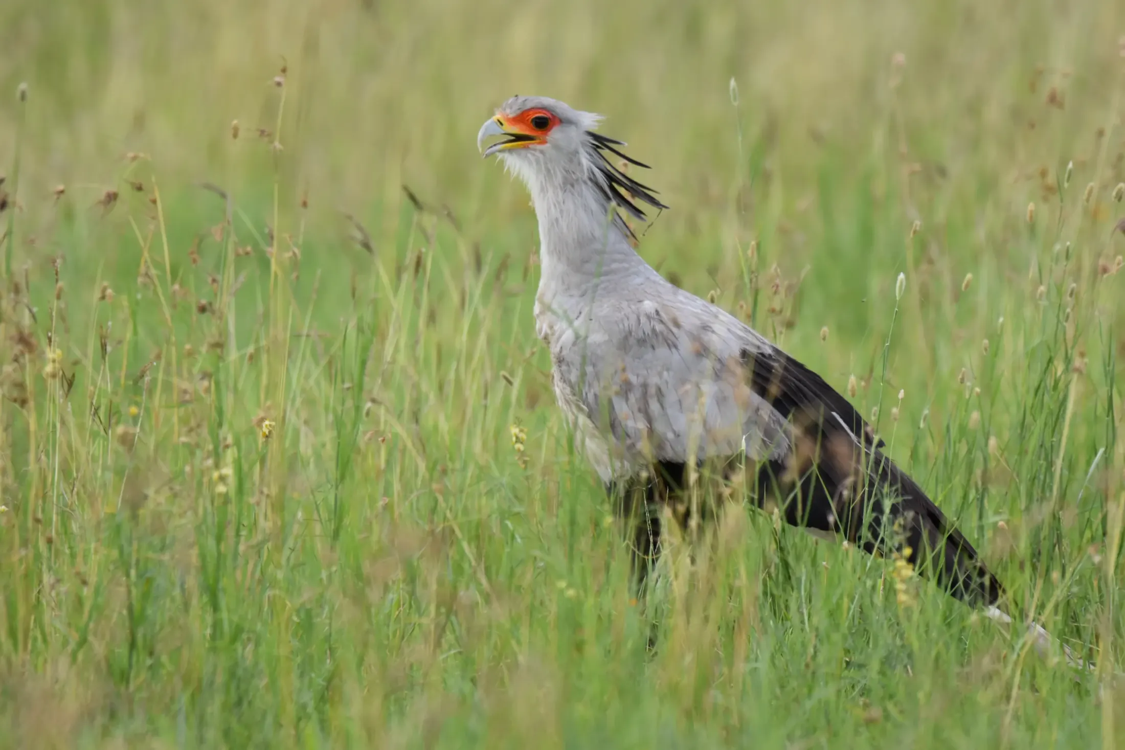 Ngorongoro scenic journey