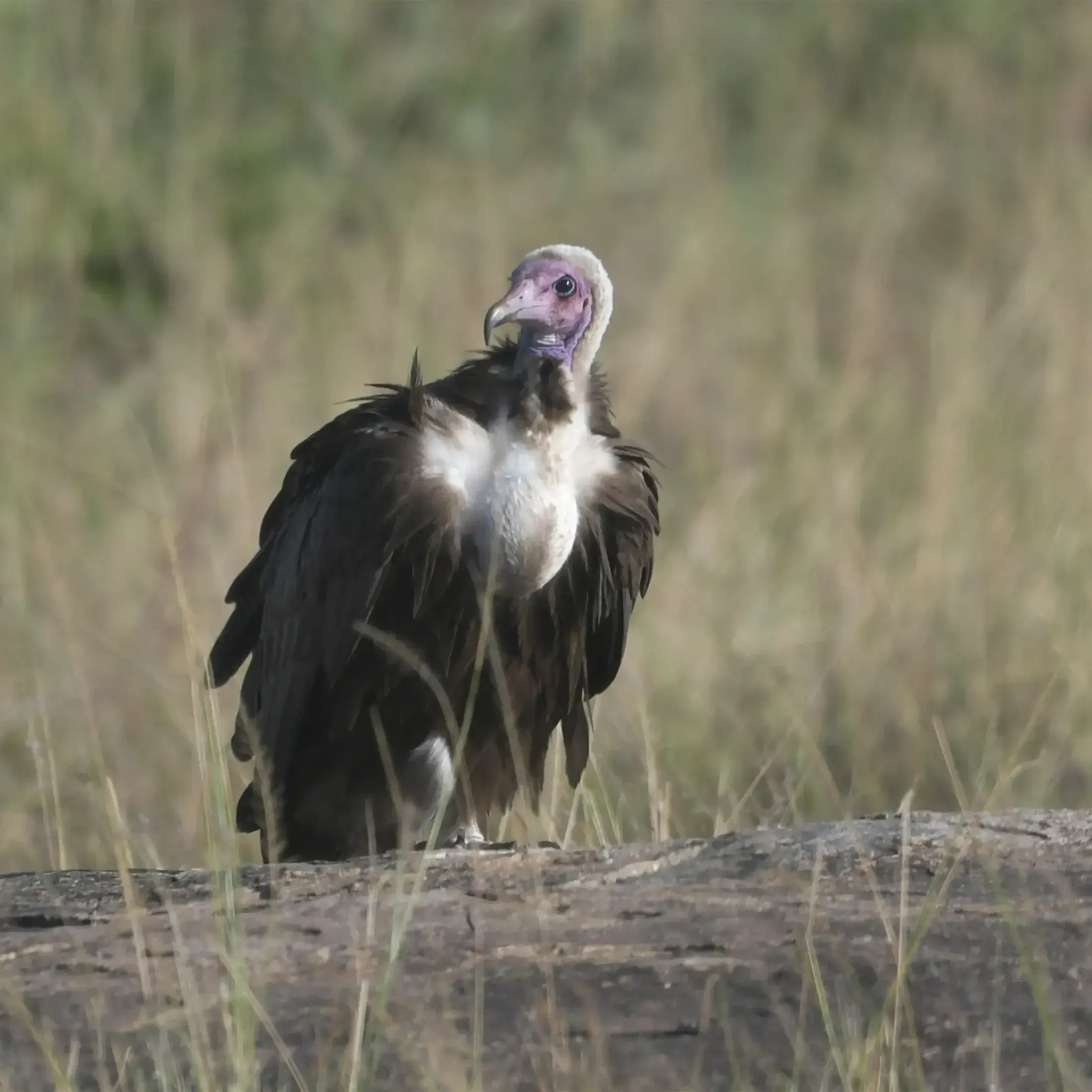 Tanzania safari destination photo