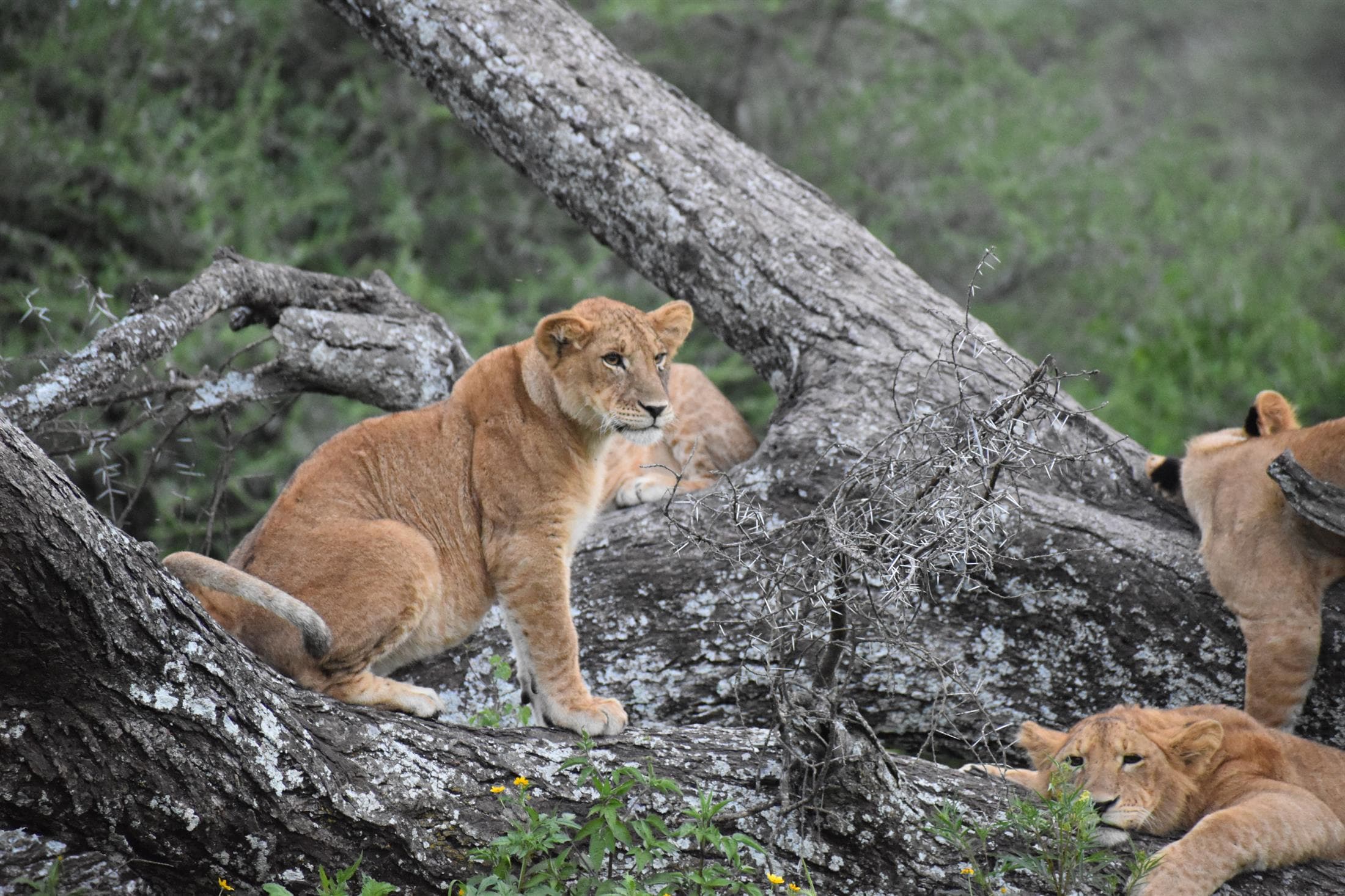 Tanzania safari destination photo