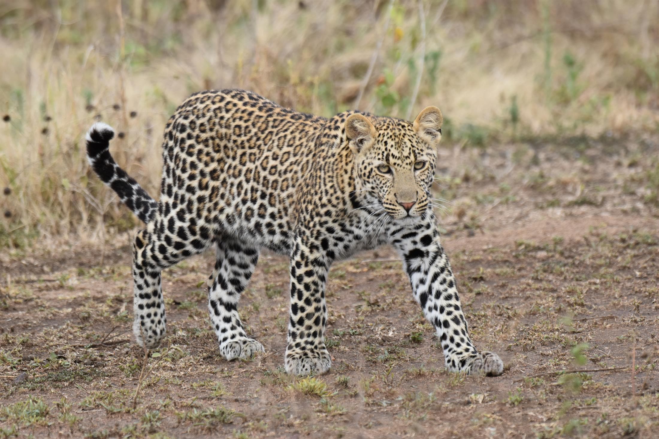 Tanzania safari destination photo
