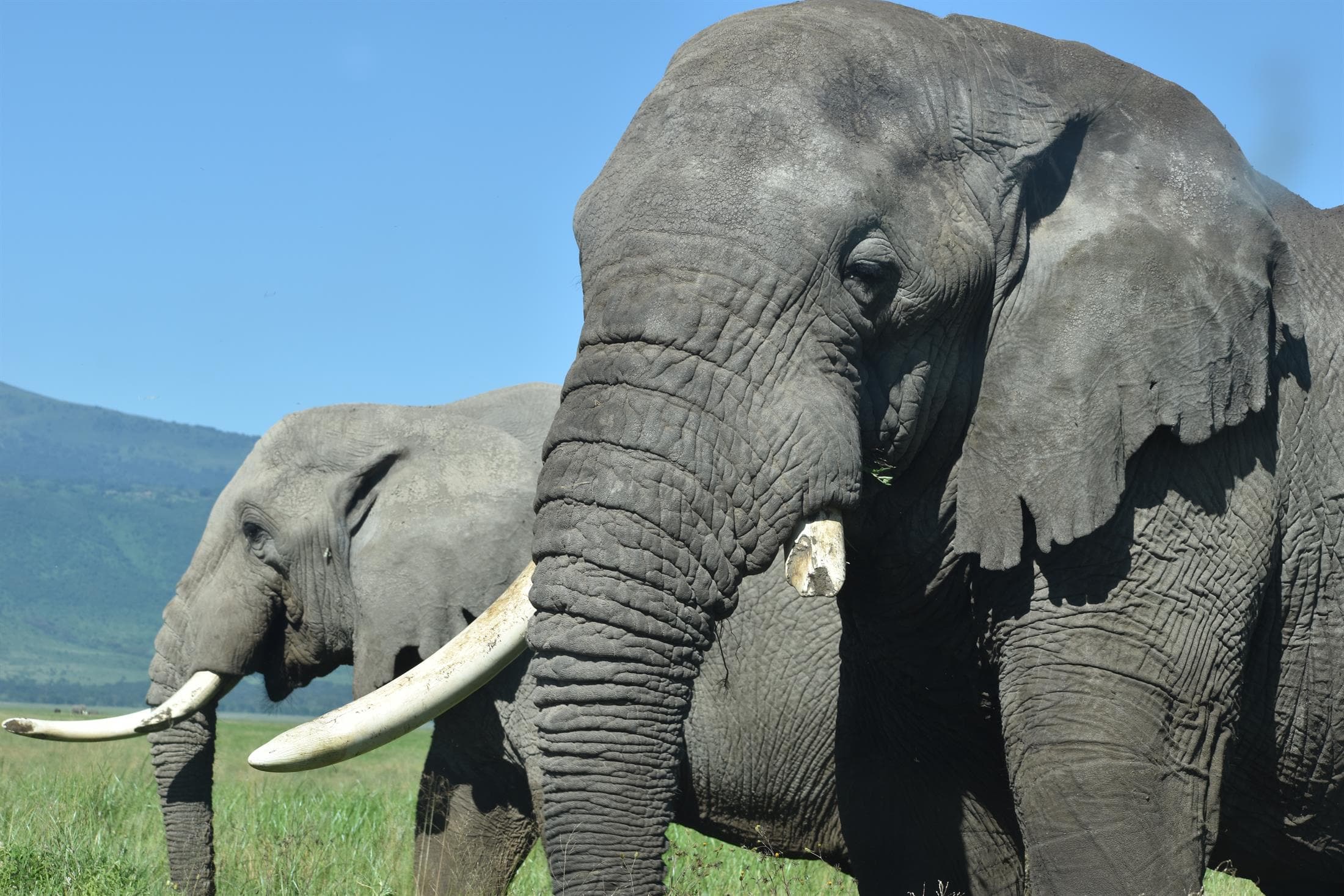 Tanzania safari destination photo