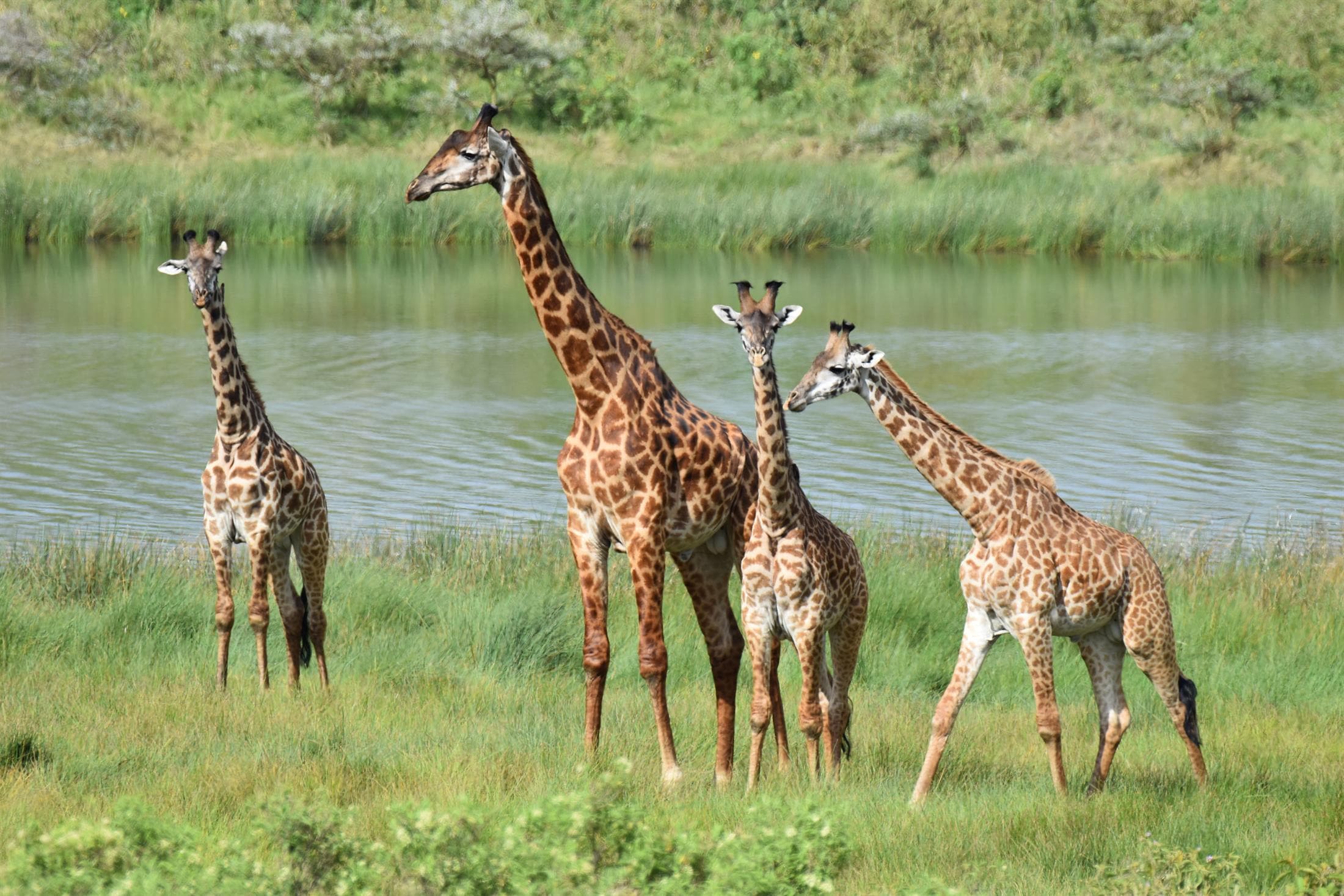 Ndutu Wildebeest Migration Safari itinerary