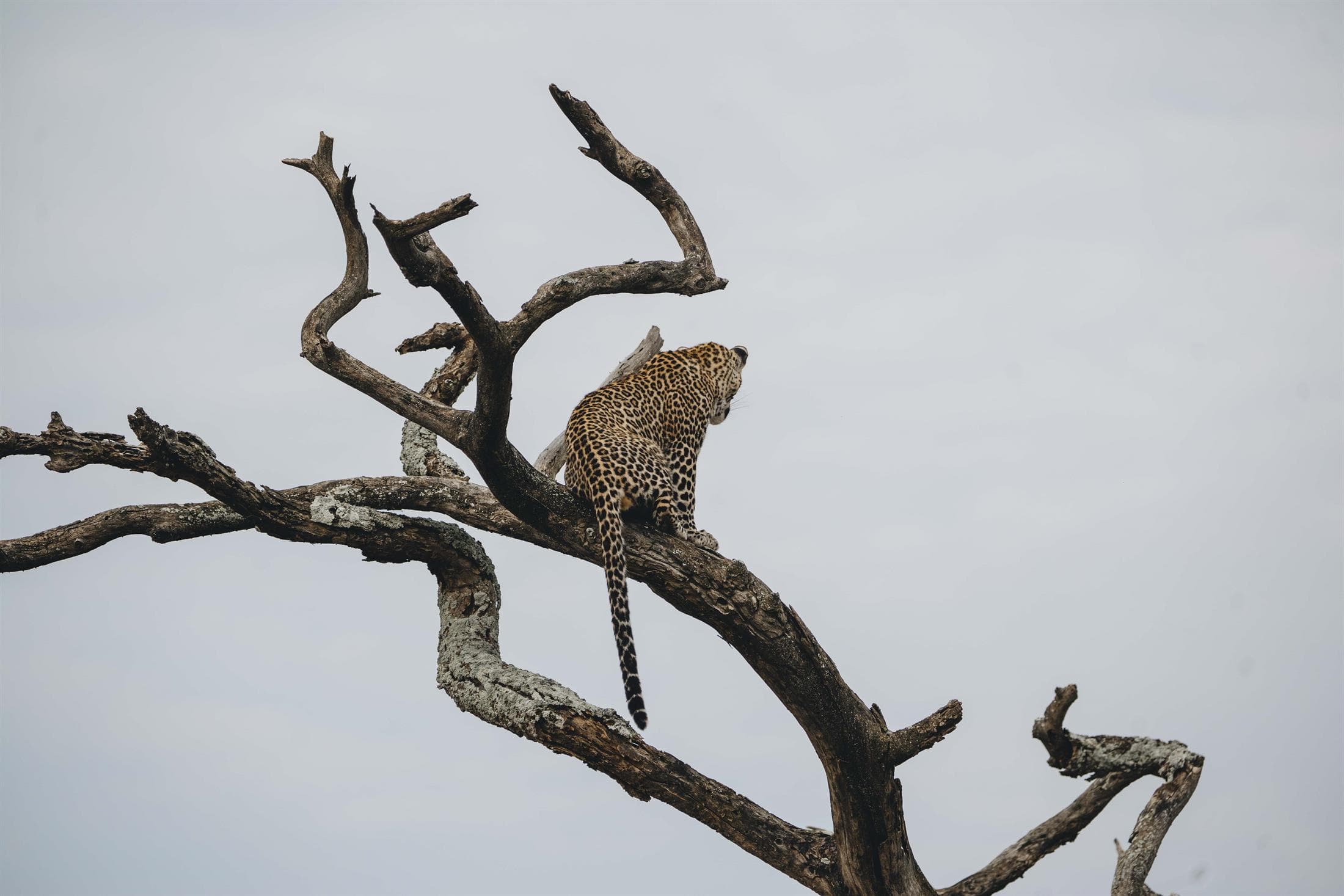 Northern Circuit Safari itinerary