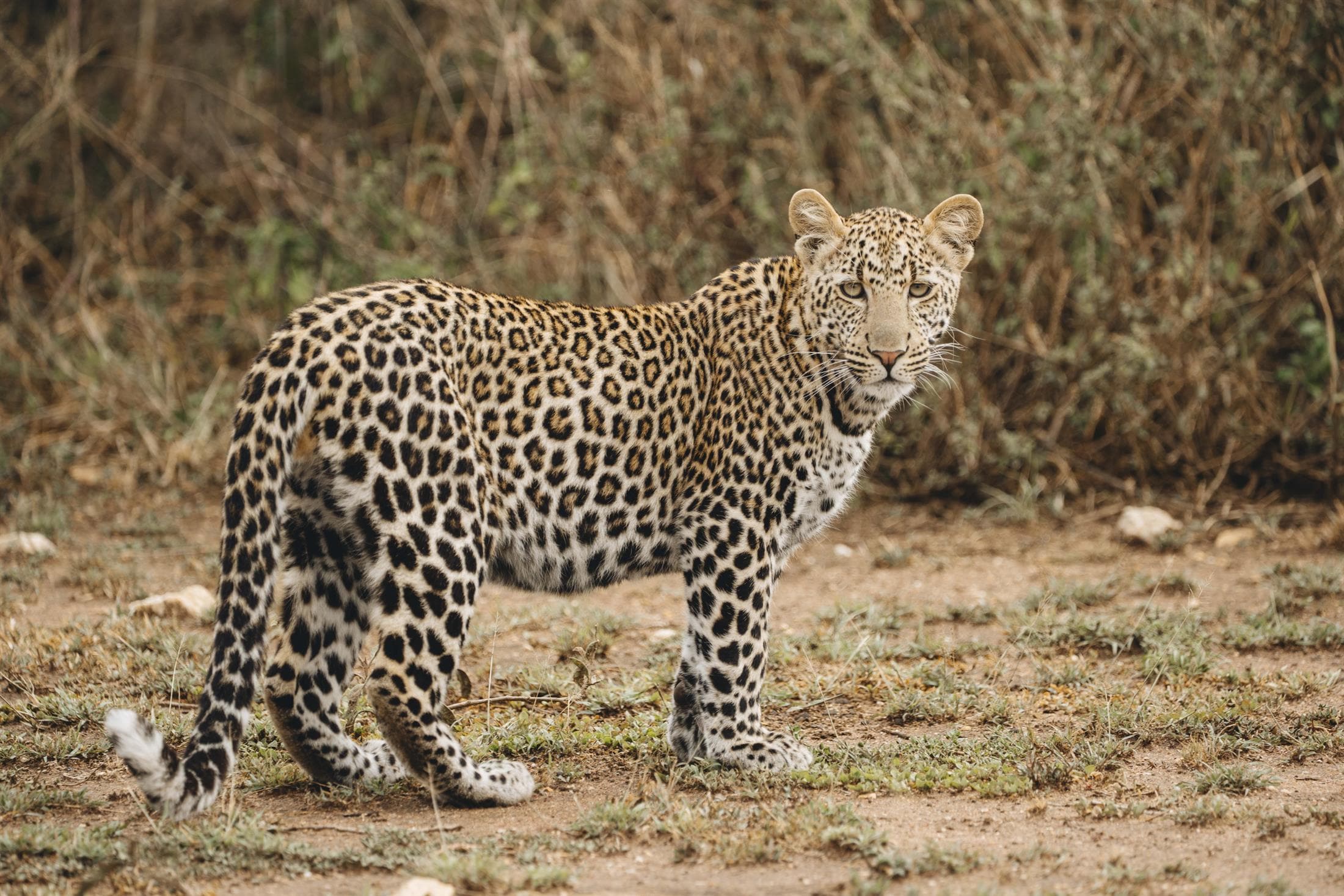 Tanzania safari destination photo