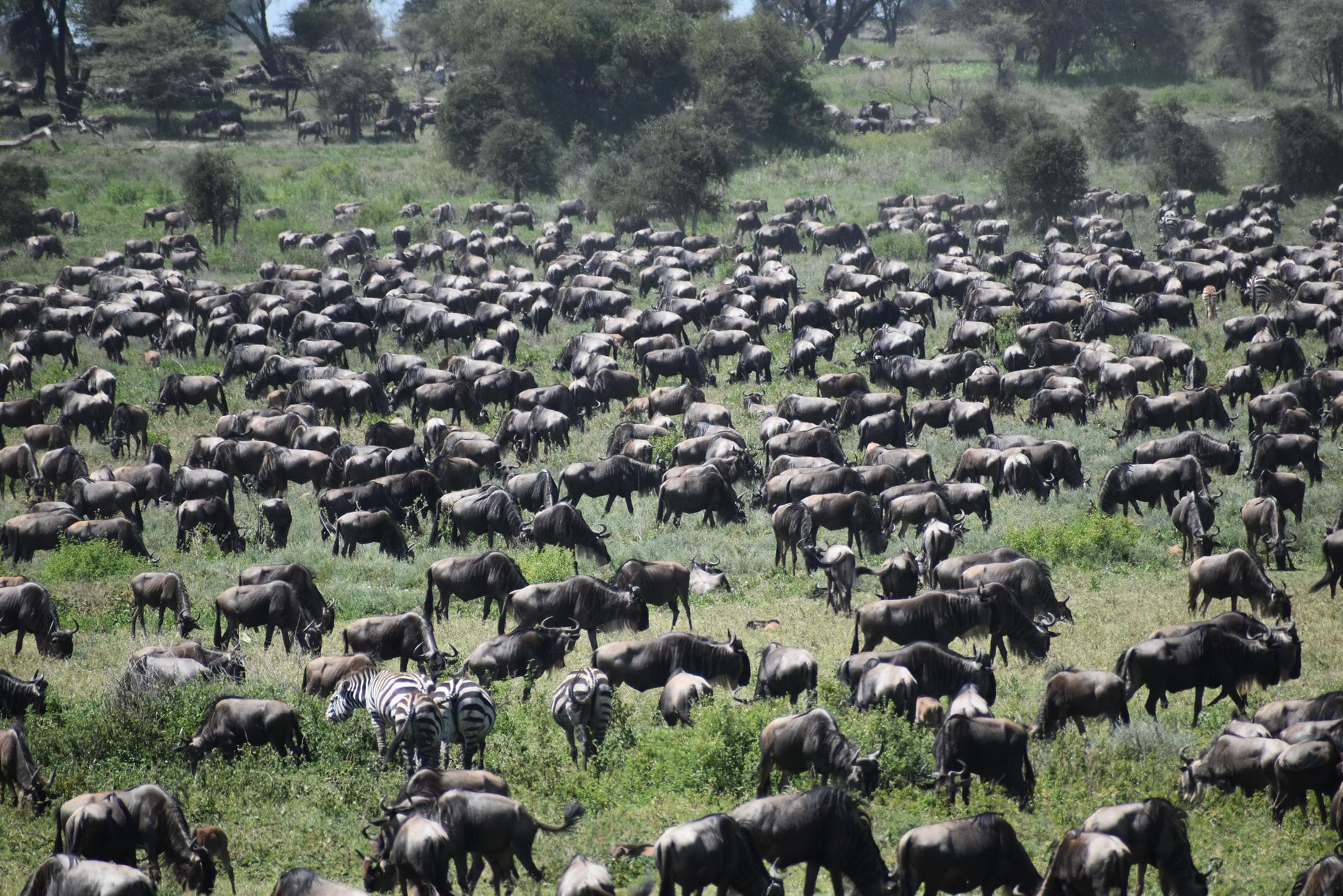 Tanzania safari destination photo