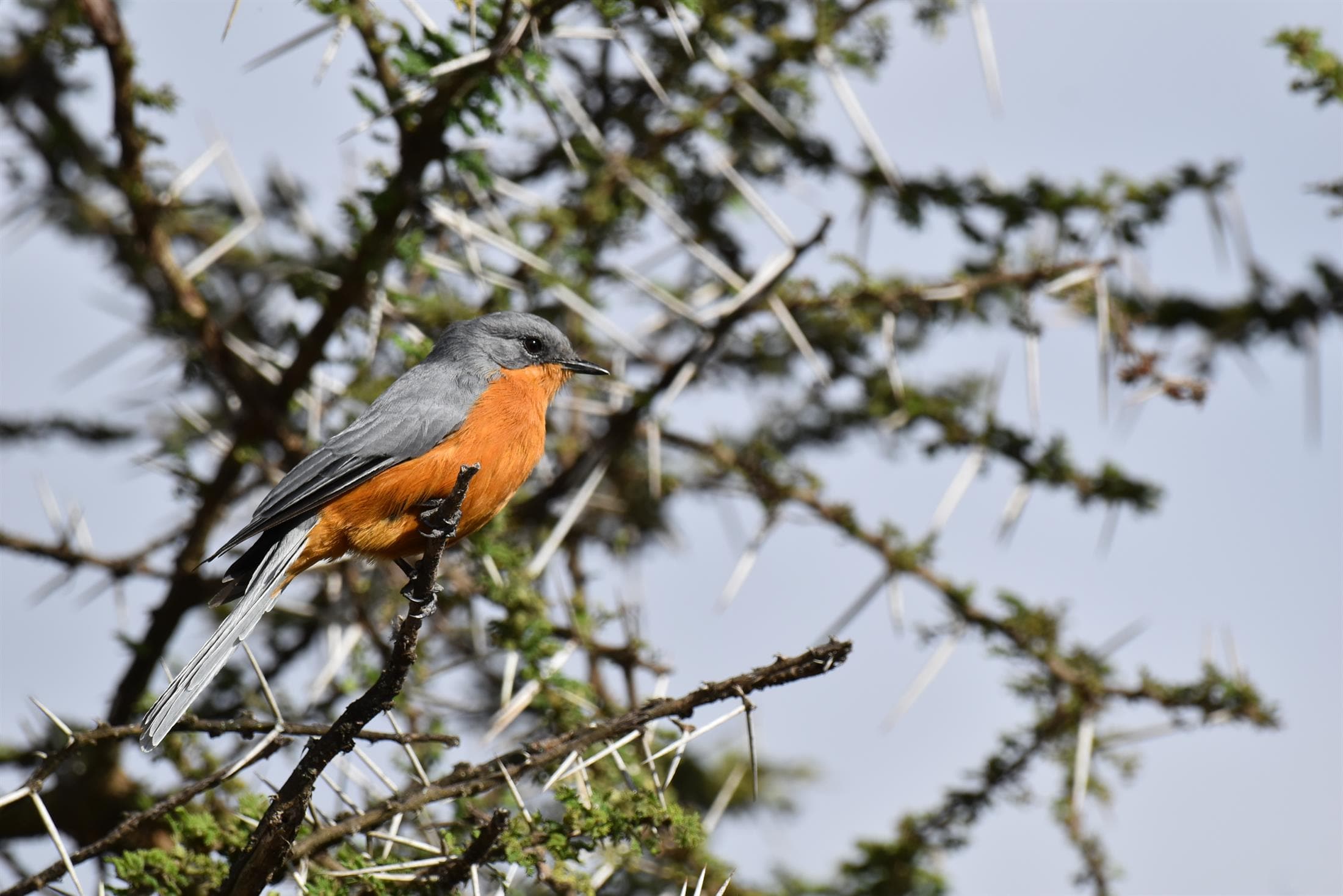Tanzania safari destination photo