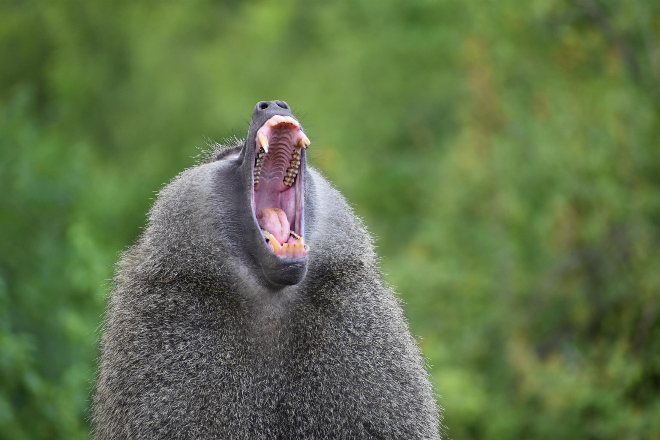 Tanzania safari destination photo