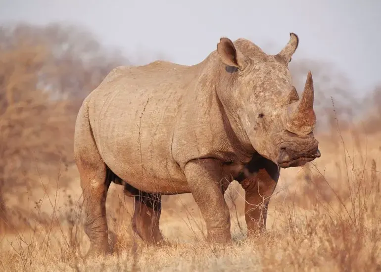 Rhino Tour itinerary