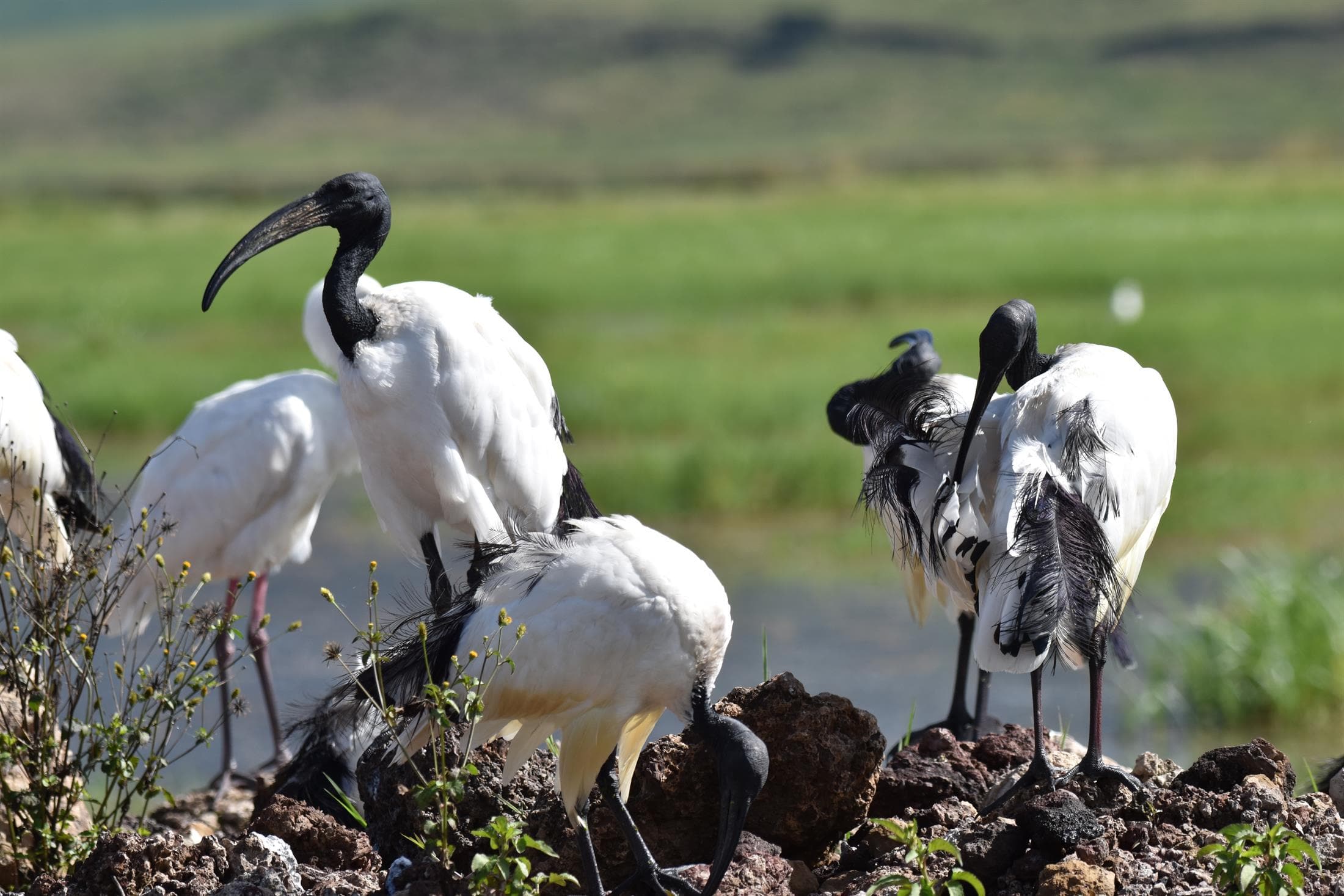 Ngorongoro Crater