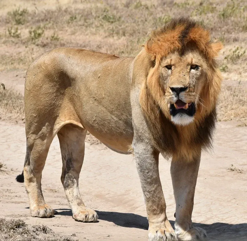 Tanzania safari destination photo