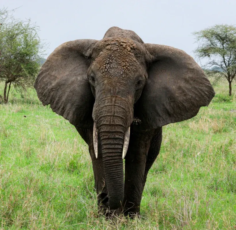 Tanzania safari destination photo