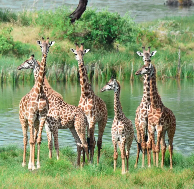 Tanzania safari destination photo