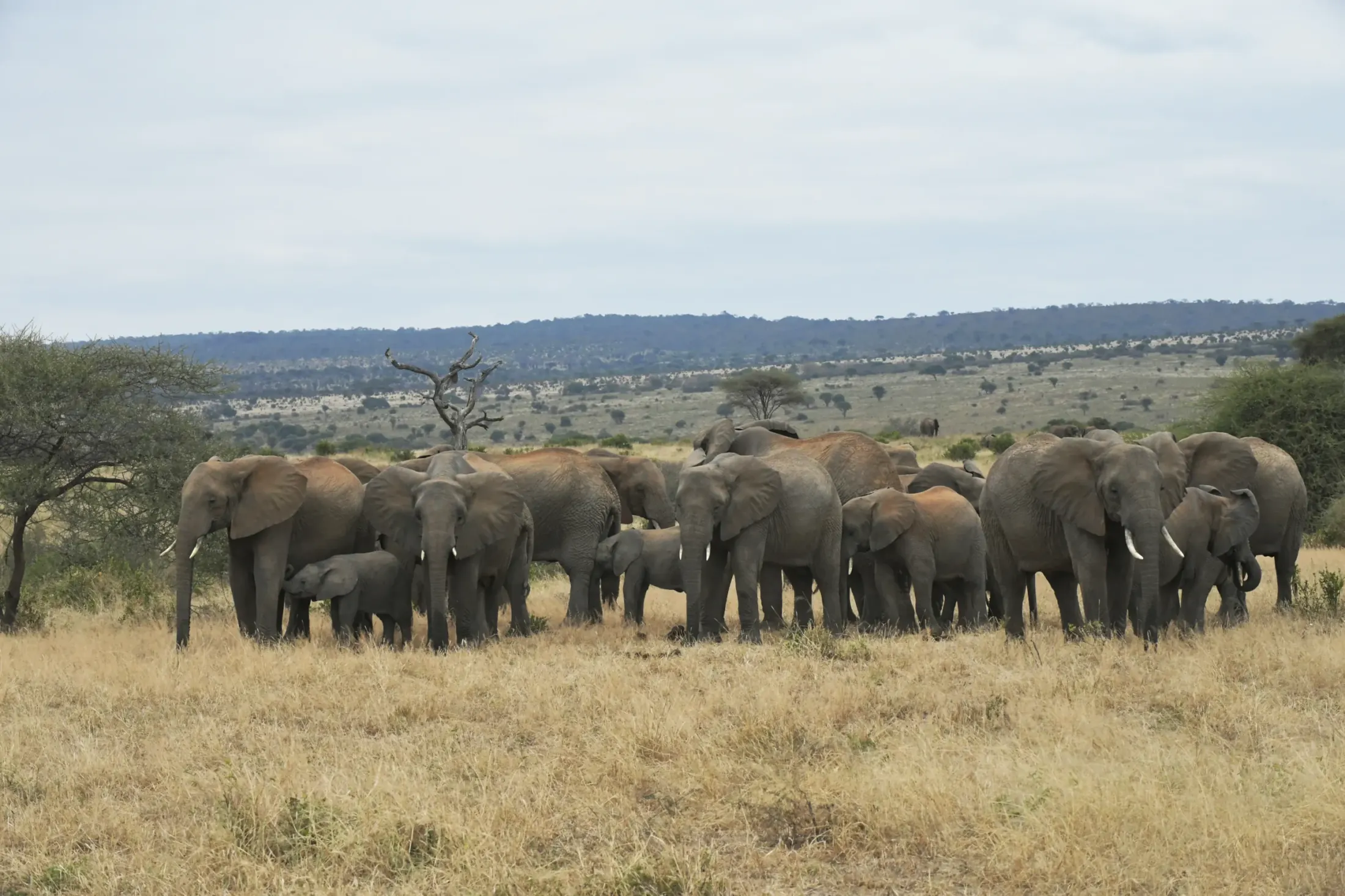 Tanzania safari destination photo
