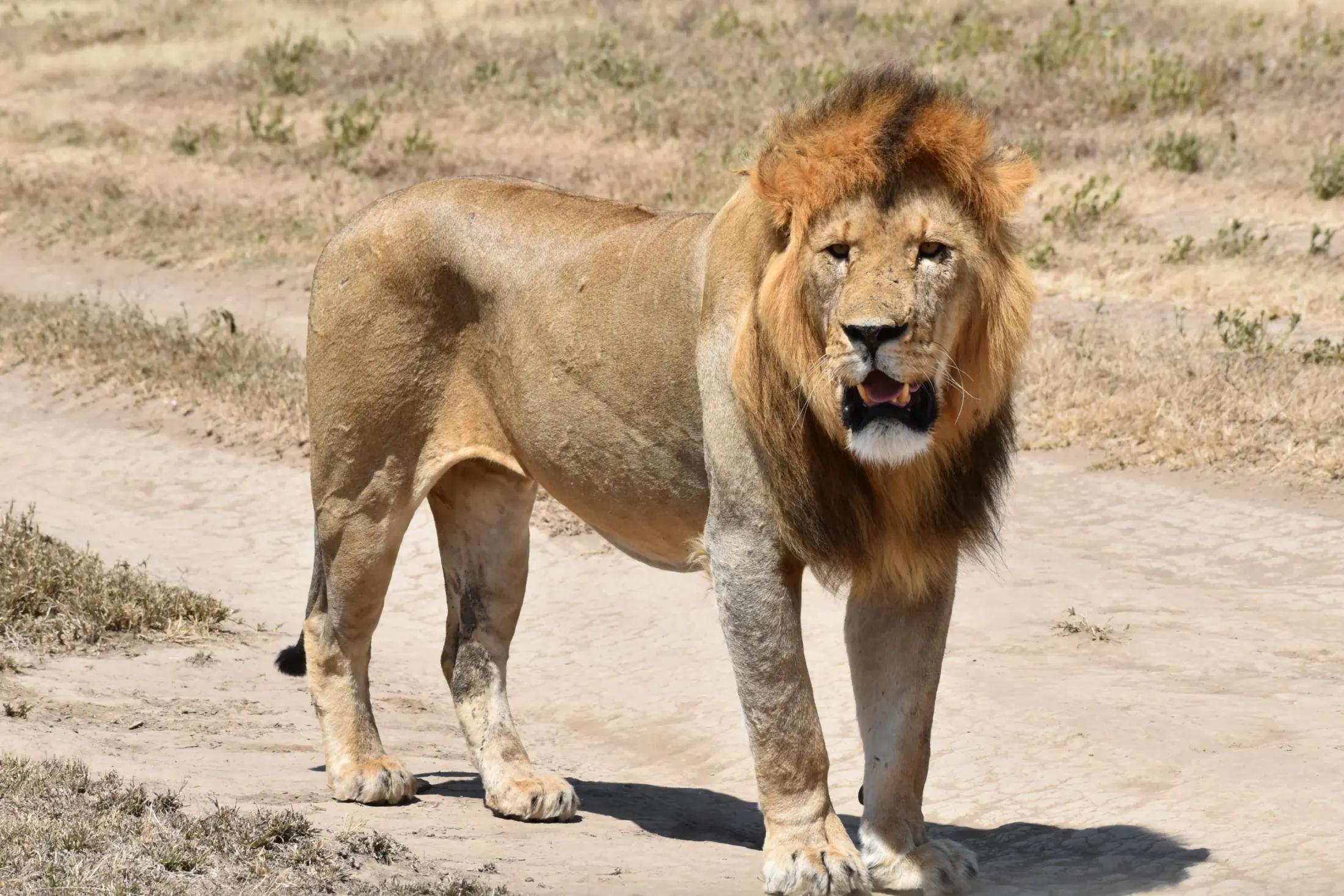 Tanzania safari destination photo