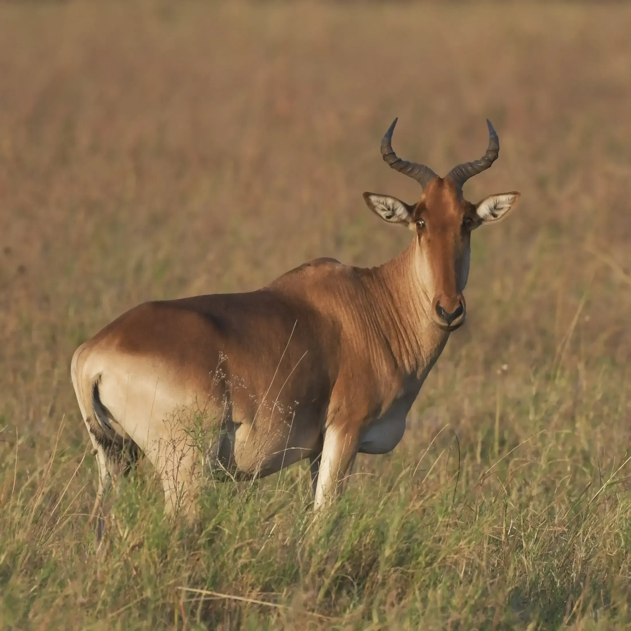 Mikumi National Park