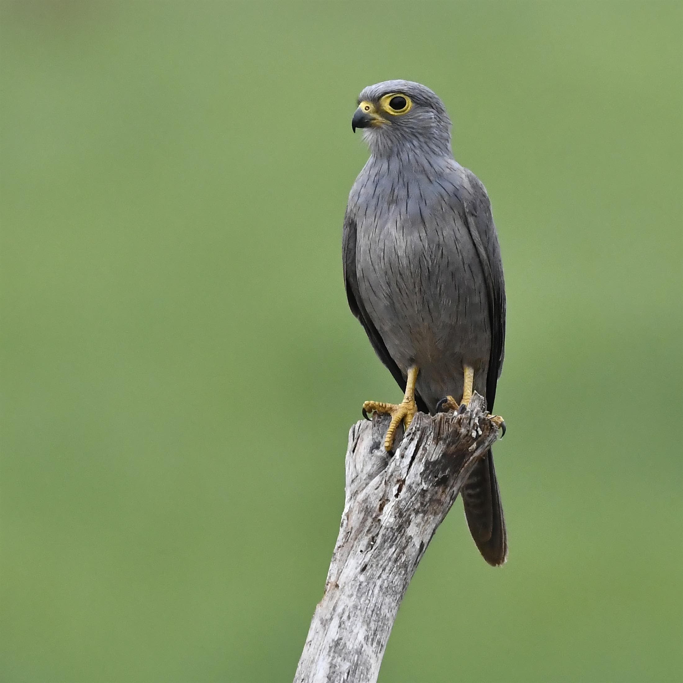 Guided safari planning session